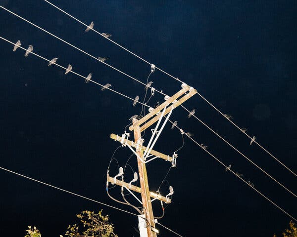 Every evening, a murder of crows from across Greater Vancouver gathers in a five-block section of Still Creek in Burnaby, British Columbia, seeking safety in numbers for the night. Source: New York Times